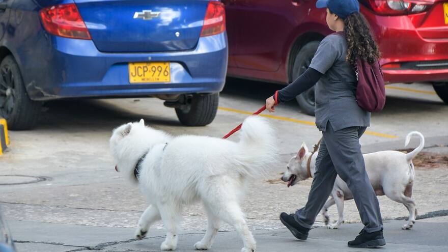 Fomentar la tenencia responsable de mascotas, una tarea pendiente en Barranquilla