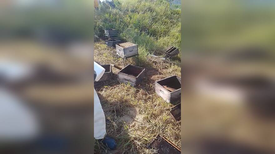 Cesar: roban más de 1 mil libras de miel de abejas en apiario de Pueblo Bello