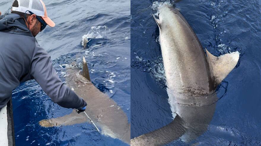 Marcan a un tiburón punta blanca por primera vez en el Caribe colombiano