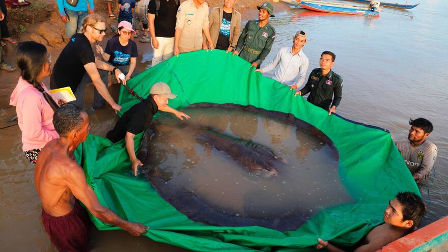 En Camboya atrapan el pez de agua dulce más grande del mundo