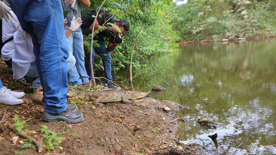 Hicoteas, boas y babillas fueron liberadas en humedal de Valledupar
