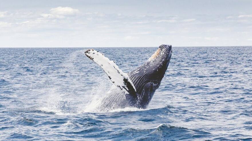 Video: Ballena jorobada se tragó dos turistas de un bocado en Bahía de San Luis Obispo, California