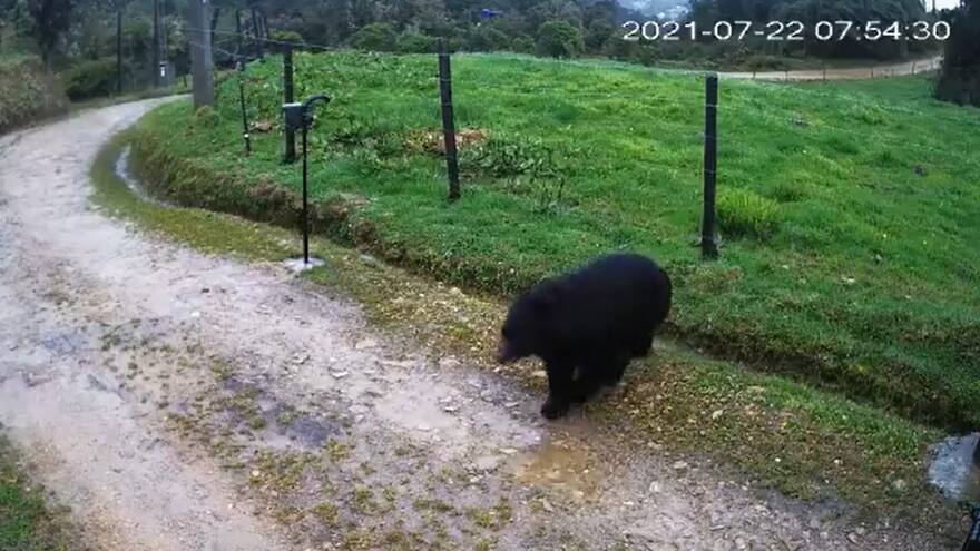 Oso de anteojos aparece en una vereda de Chapinero