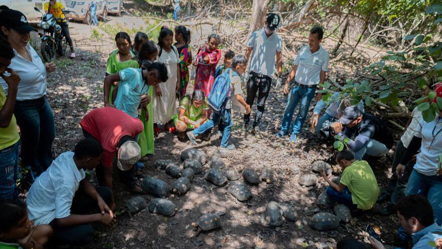 Corpoguajira libera 43 Tortugas Morrocoy en la cuenca baja del río Ranchería