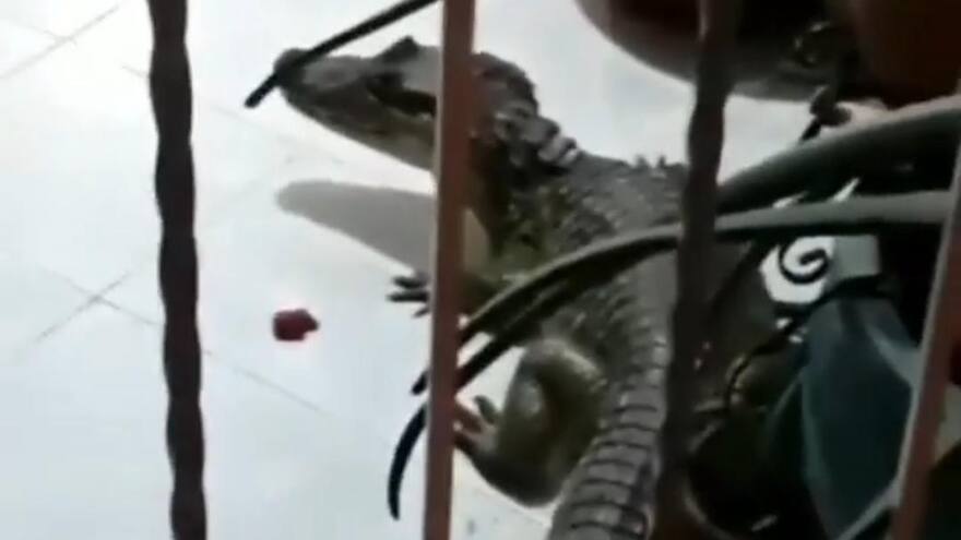 En video | Babilla ‘visita’ a vecinos del barrio Manantial, en Soledad, en plena cuarentena