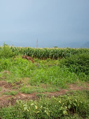 El enredo de la tierra | Columna de José Félix Lafaurie