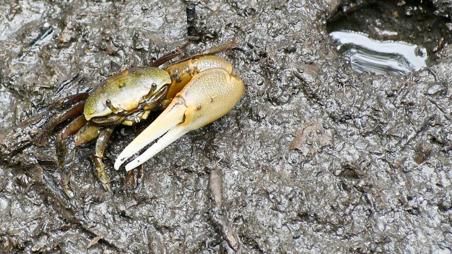 Cangrejo violinista: tesoro escondido del Ecoparque Ciénaga de Mallorquín