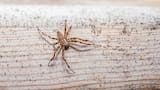 Esto significa la presencia de arañas de rincón en los hogares según el Feng Shui