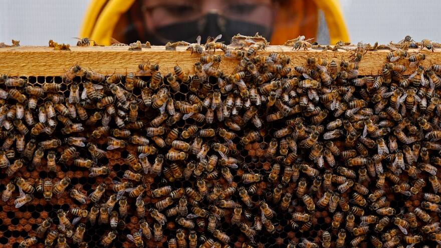 Un superalimento desarrollado en Colombia protege a las abejas de pesticidas