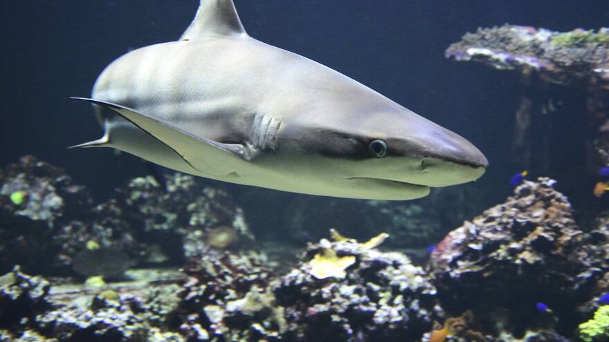 Un joven se encuentra en estado crítico por un ataque de tiburón en Australia