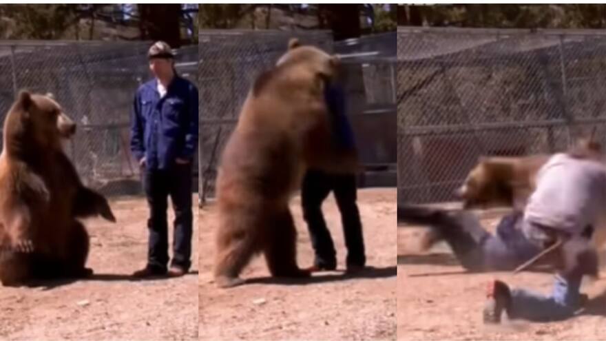 La trágica muerte del entrenador Stephan Miller tras ser atacado por un oso pardo en EE.UU.
