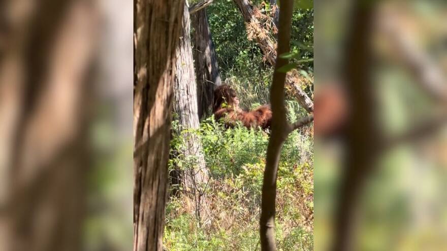 Video: un hombre asegura haber grabado a Pie Grande en Oklahoma, Estados Unidos