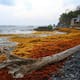 Sargazo, la macroalga marina que se convirtió en una amenaza para áreas protegidas del Caribe colombiano