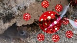 El hantavirus
