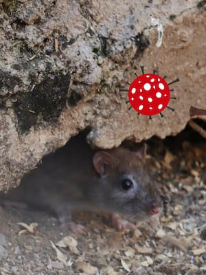 El hantavirus