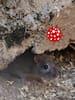 El hantavirus