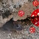 Científicos buscan rastros de hantavirus en Ushuaia, de donde zarpó el crucero MV Hondius