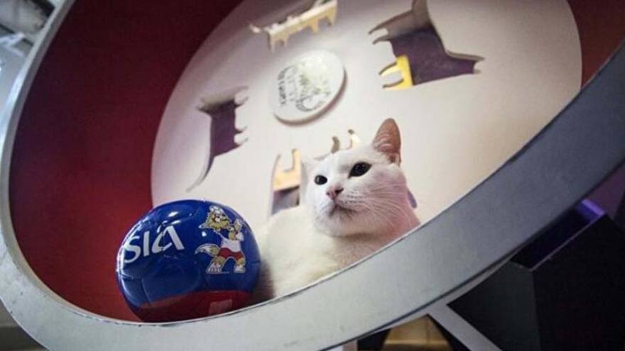 El gato del Mundial 2018 predecirá varios partidos de la Eurocopa