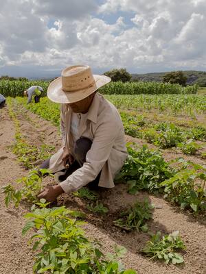 Las coberturas de riesgos | Columna de Indalecio Dangond