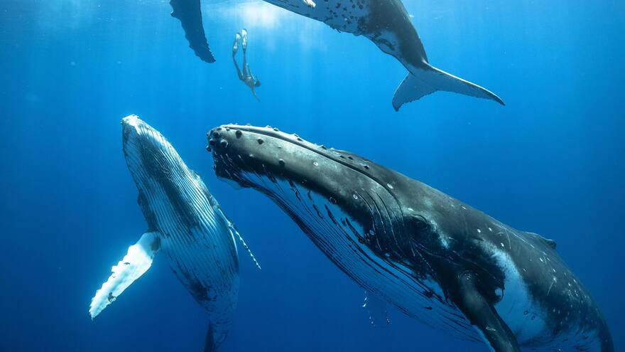 ¿Qué hace que canten las ballenas?