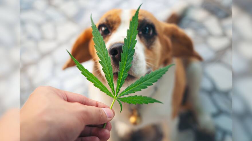 Cannabis, el aliado para calmar el dolor a las mascotas