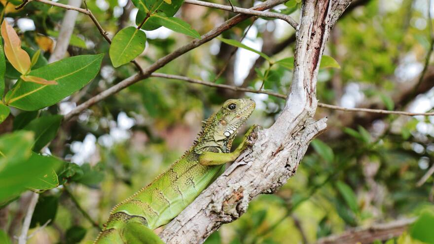 Liberan más de 180 animales silvestres rehabilitados en laguna reforestada en San Martín, Meta
