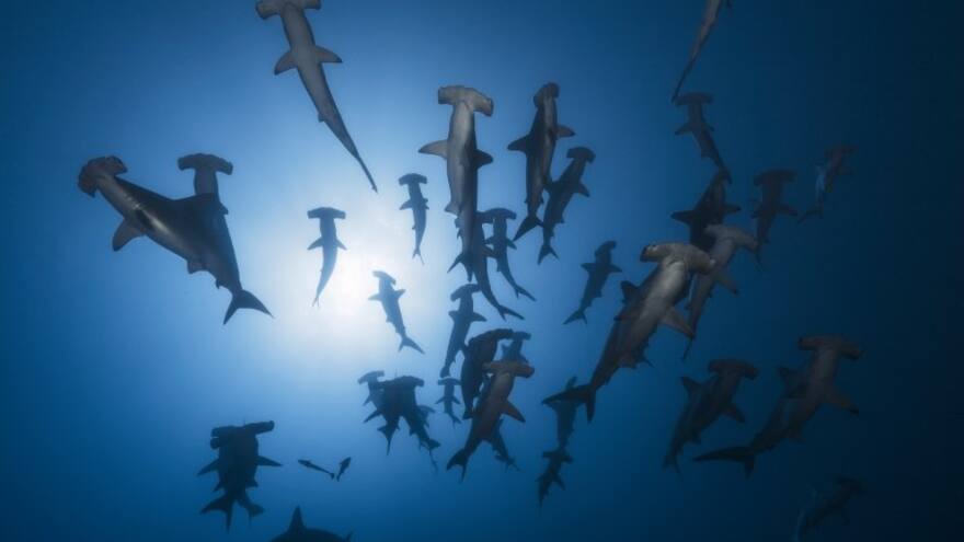 Este es el dron que identifica y protege a los cetáceos en el Mediterráneo