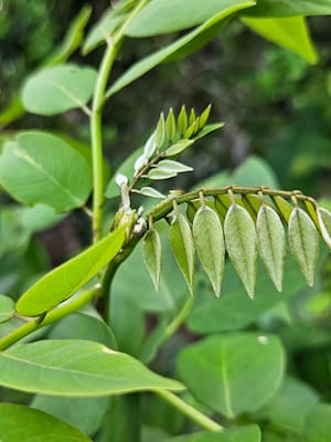 ‘Fuente’, matarratón