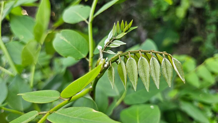 ‘Fuente’, matarratón