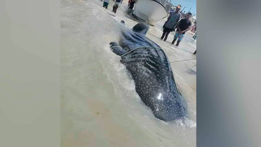 Pescadores de Manaure devuelven al mar un gigantesco tiburón ballena