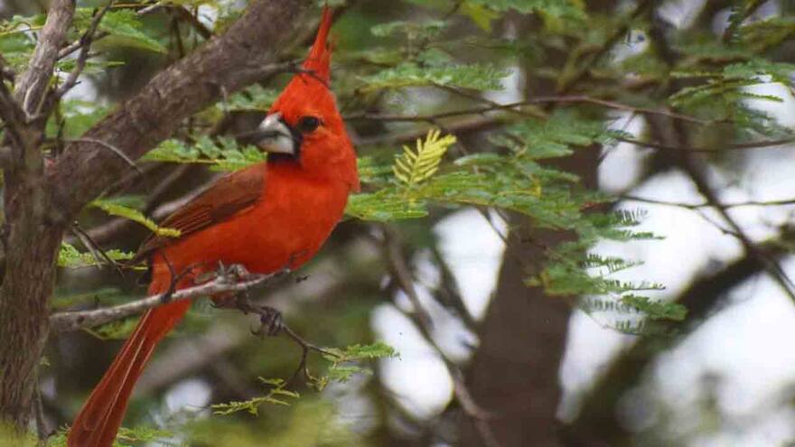 La Guajira participó en avistamiento de aves en el Global Big Day 2022