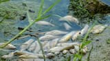 Vertimientos de aguas residuales domésticas, entre las causas de la mortandad de peces en El Guájaro