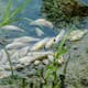 Vertimientos de aguas residuales domésticas, entre las causas de la mortandad de peces en El Guájaro