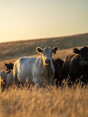 Un agronegocio rentable
