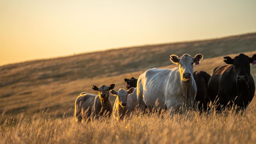 Un agronegocio rentable