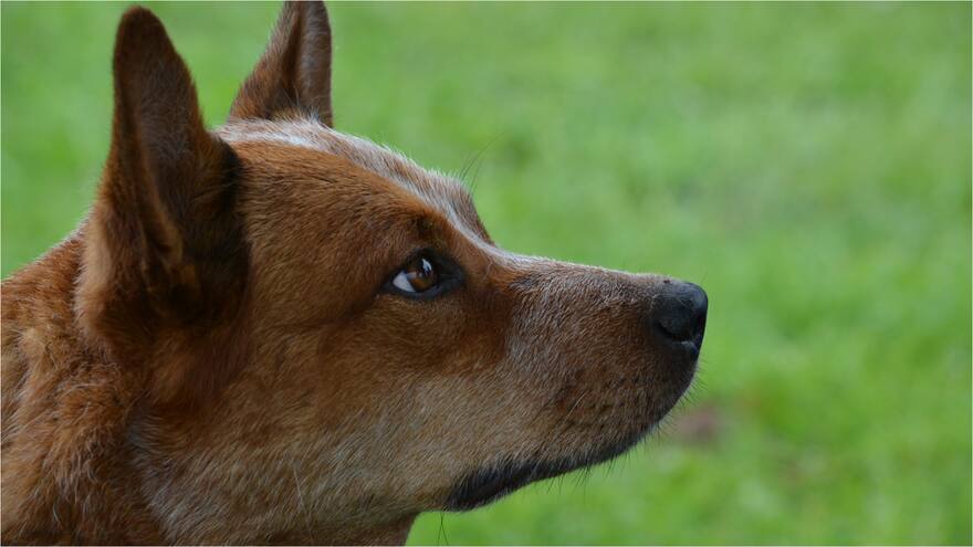 Gunner, el perro héroe durante la Segunda Guerra Mundial