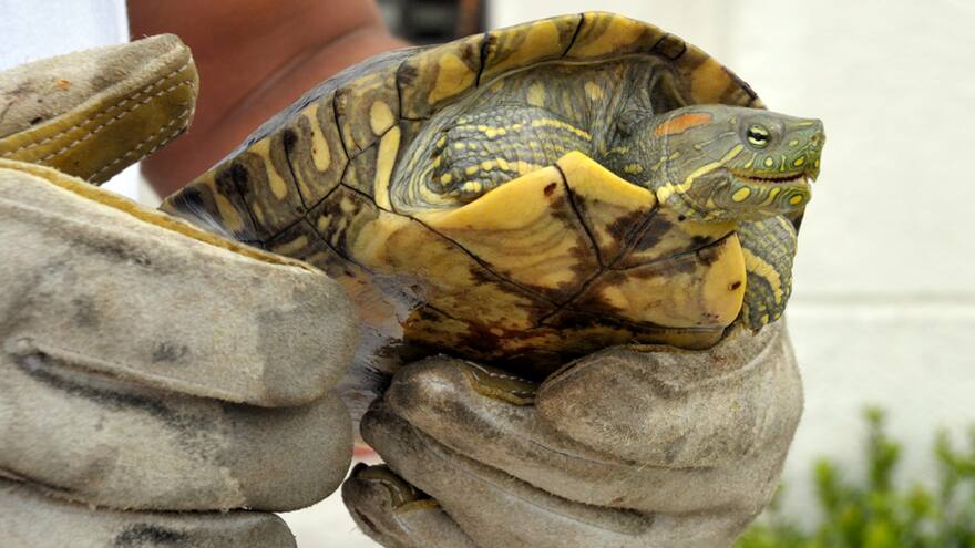 Tráfico y comercio ilegal, el ‘viacrucis’ de los animales en Semana Santa