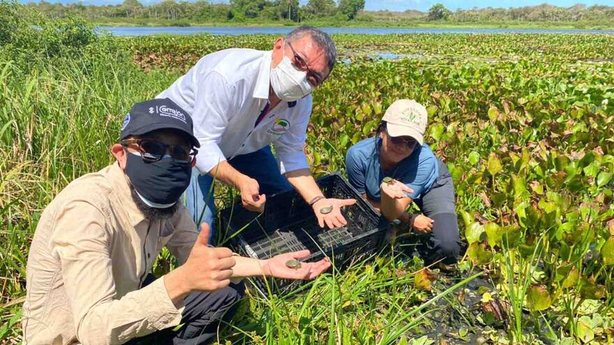 Liberan 1.500 tortugas hicoteas en Dibulla, La Guajira