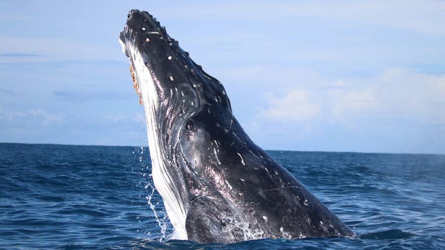 Las ballenas fueron más felices durante la pandemia de la covid según estudio