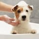 Así puede prevenir y tratar infecciones por hongos en perros y gatos