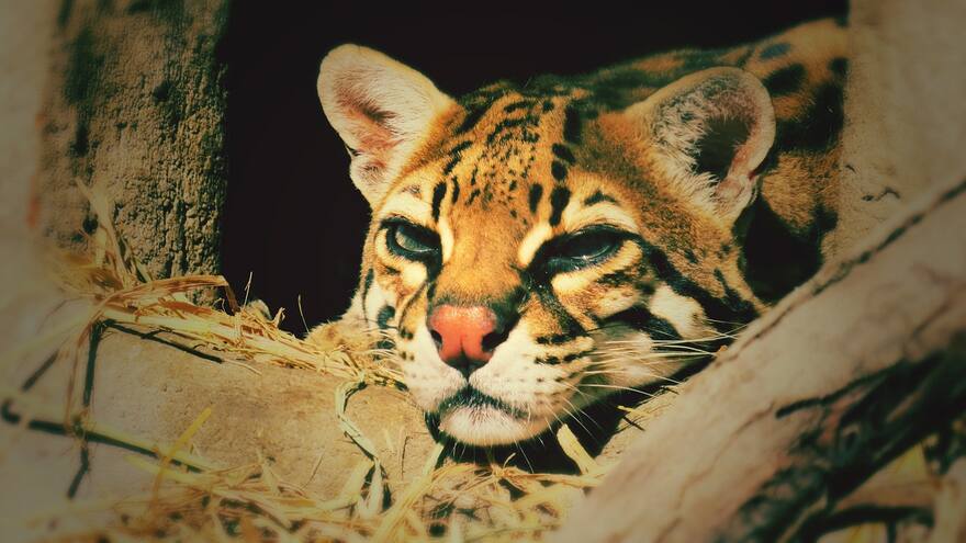 Tigrillo atrapado en Córdoba murió a causa de golpiza recibida de pobladores
