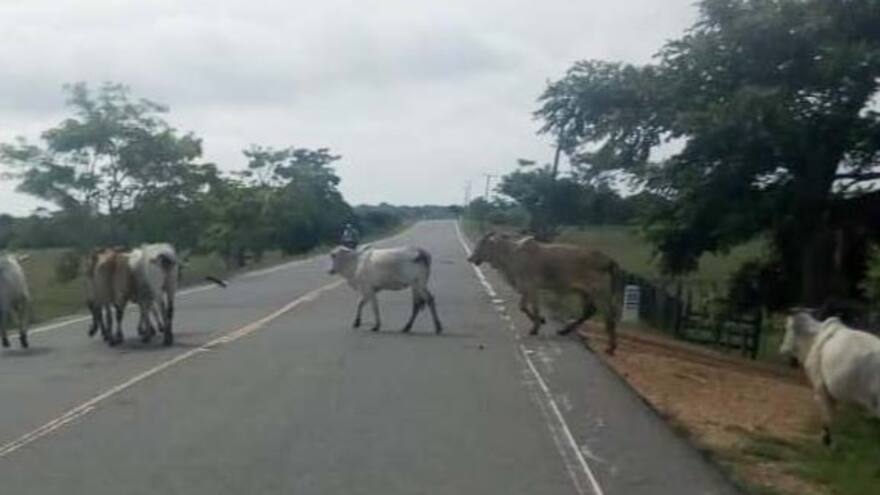Animalistas urgen Coso Municipal en Sucre