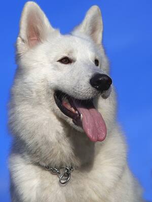 Perro, prohíbese | Columna de Enrique Dávila Martínez