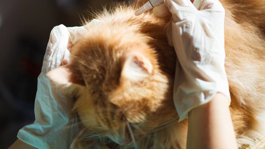 Desparasitar, un proceso clave en la vida de las mascotas