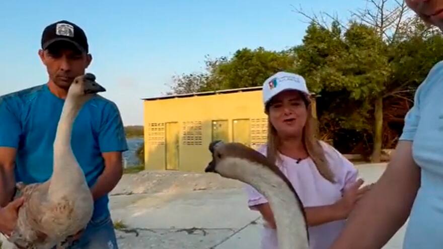 Lago del Cisne: Gobernadora Elsa Noguera pide a CRA retirar gansos del ecosistema