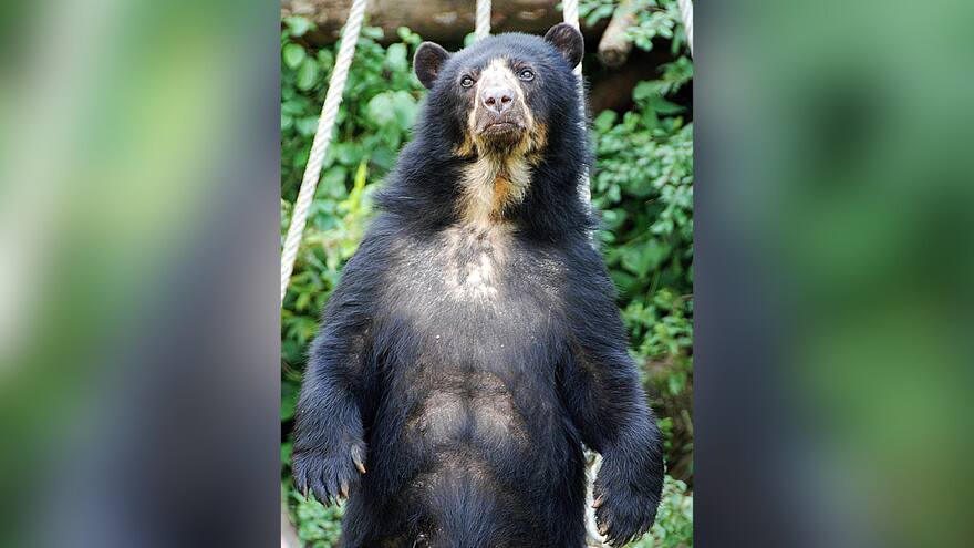 Campesinos y ganaderos se suman a la conservación de los osos de anteojos