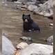 Video: Avistan a oso andino bañándose en el río Pance, de Cali