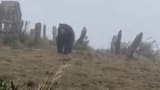 Alerta en Santander por avistamientos de osos de anteojos en zonas rurales debido a la pérdida de su hábitat