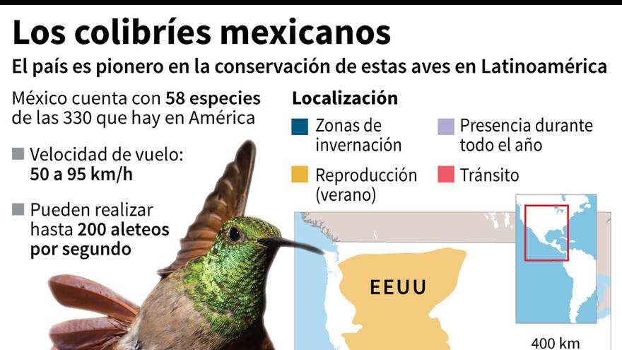 México impulsa jardines urbanos para conservar colibríes