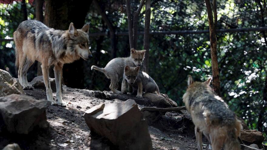 Nacen cachorros de lobo mexicano considerado extinto en el medio silvestre